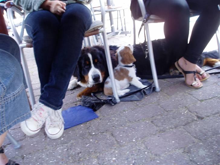 Cavalier king charles spaniel Thyholms Otto Of Oddesund - Otto og hans store fætter billede 9