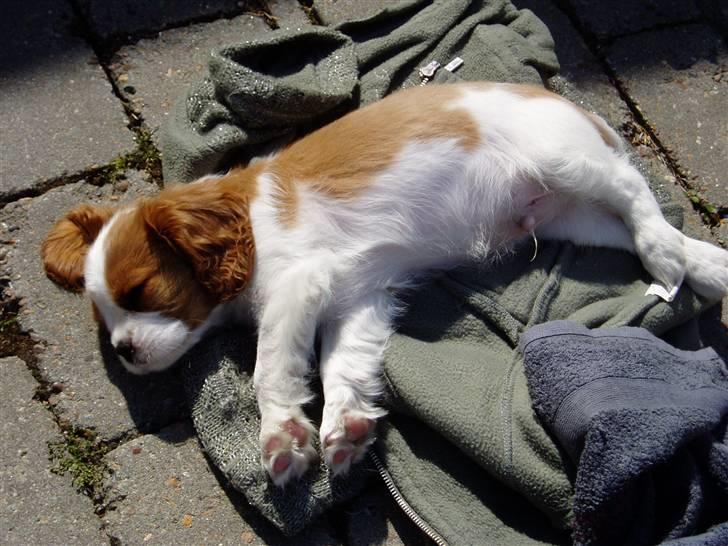 Cavalier king charles spaniel Thyholms Otto Of Oddesund - Så flader vi ud i det gode vejr billede 10