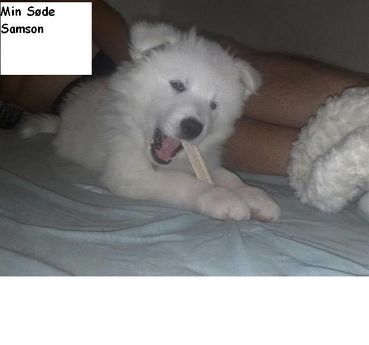 Samojedhund Samson - samson 8 uger billede 2