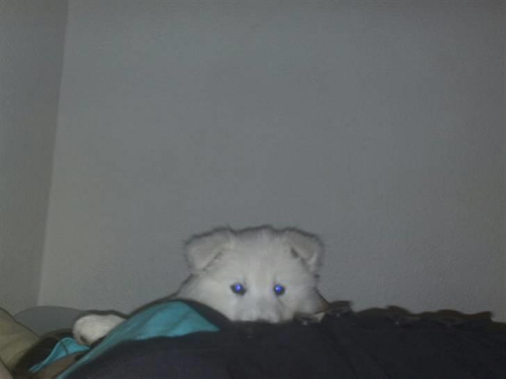 Samojedhund Samson - samson 8 uger billede 3