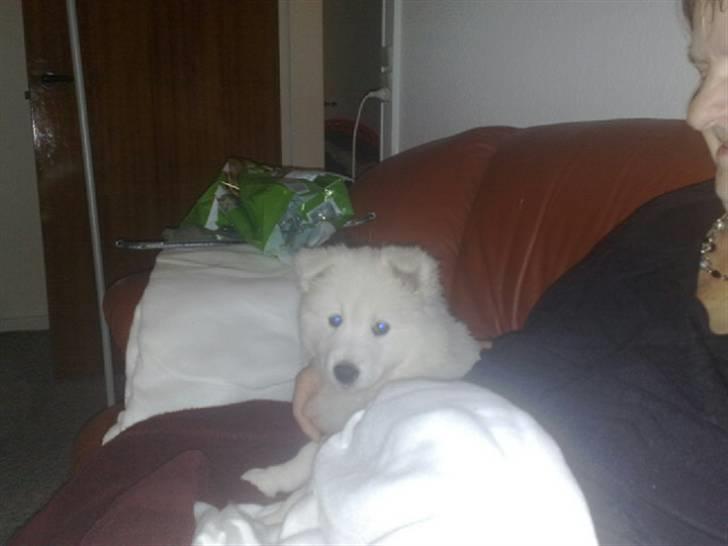 Samojedhund Samson - samson 8 uger billede 4