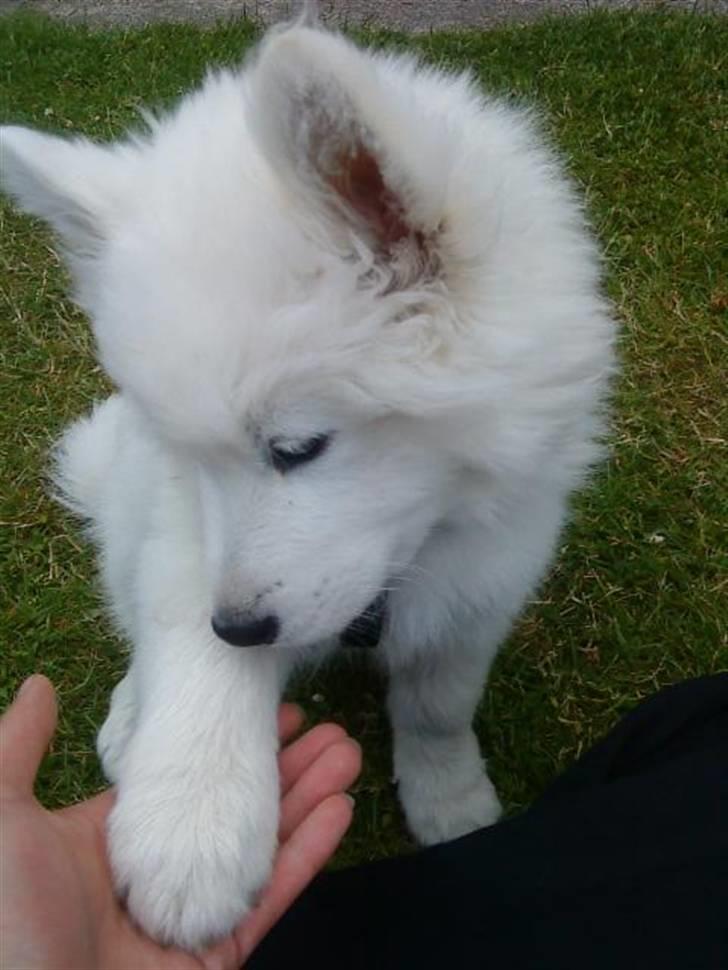 Samojedhund Samson - samson 13 uger billede 5