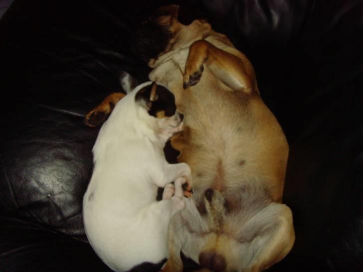 Chihuahua Charlie (Pirat Jack) - Så putter vi lige.... billede 13