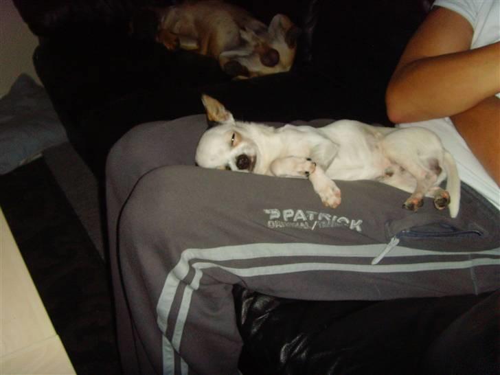Chihuahua Charlie (Pirat Jack) - Elsker at putte ved far... billede 14