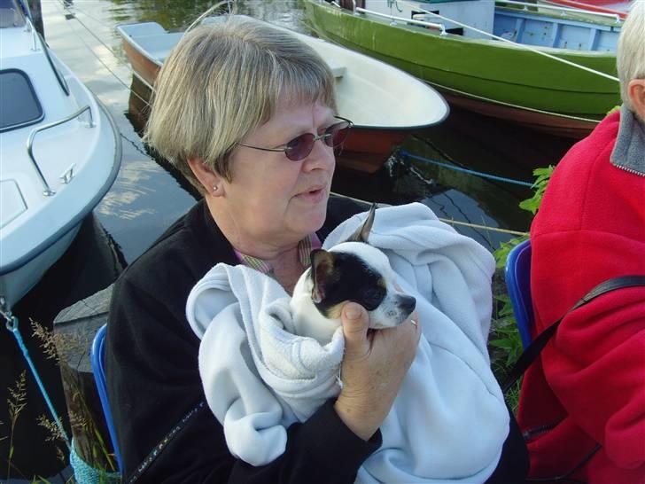 Chihuahua Charlie (Pirat Jack) - Deter så hyggeligt at sidde ved mormor når det bliver køligt. billede 15
