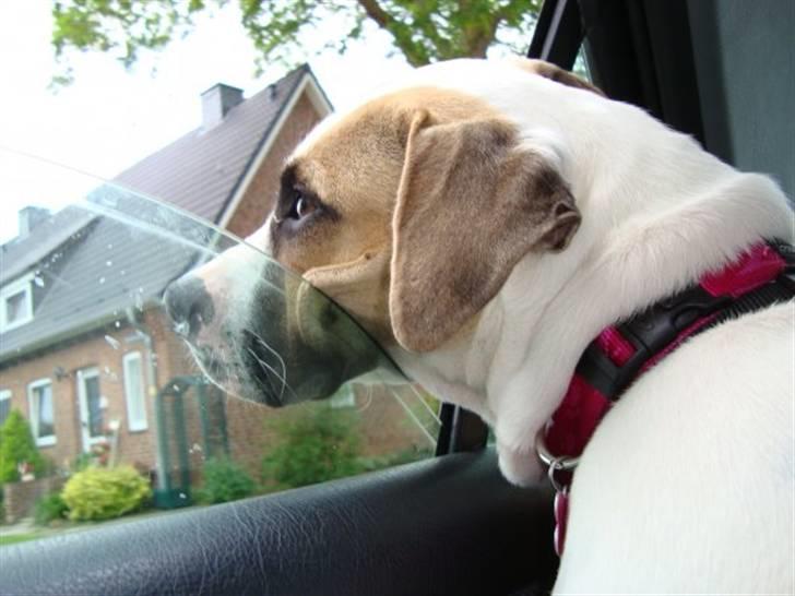 Amerikansk bulldog Sheja  - En rigtig hund har hovedet ud af vinduet når man køre:P billede 8