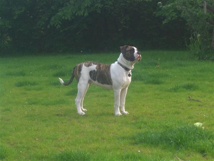 Olde english bulldogge Alfred billede 13