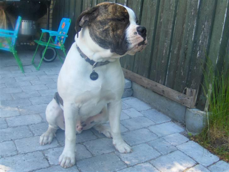 Olde english bulldogge Alfred - ok mor, så tager du ET billede, men så skrider du også med det kamera bagefter... billede 14