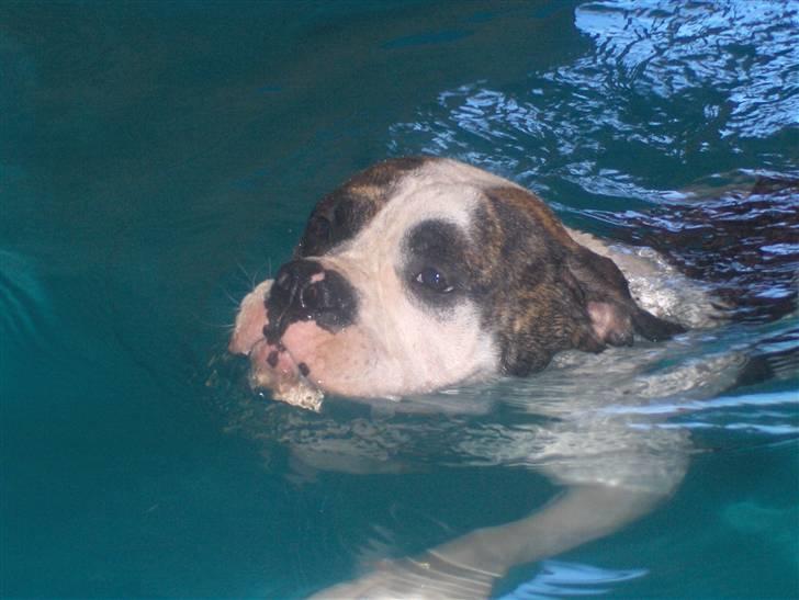 Olde english bulldogge Alfred - Alfred til sin ugentlige svømning billede 15