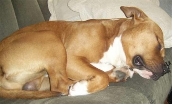 Amerikansk staffordshire terrier King -  tak fordii i har kigget håber i sys godt om miiq godnat(: billede 18