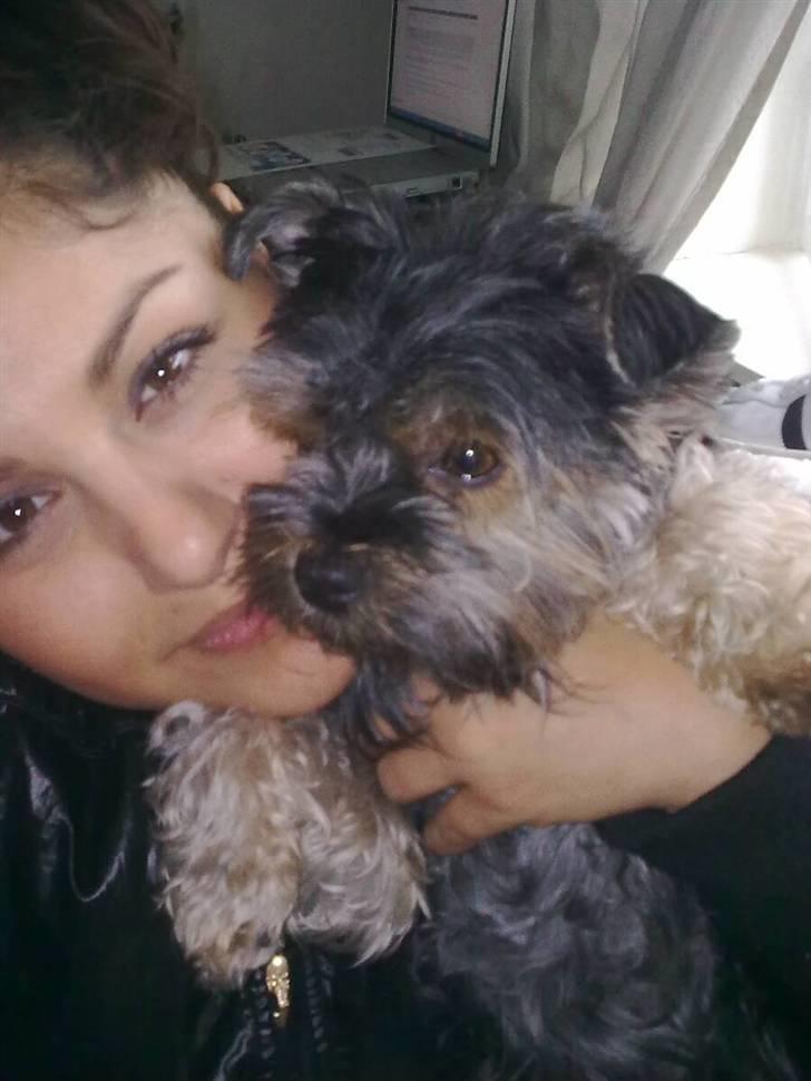 Yorkshire terrier Nougat billede 2