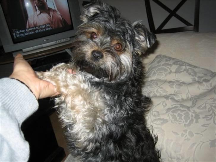 Yorkshire terrier Nougat billede 3