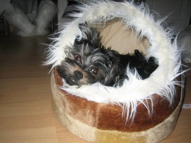 Yorkshire terrier Nougat billede 4