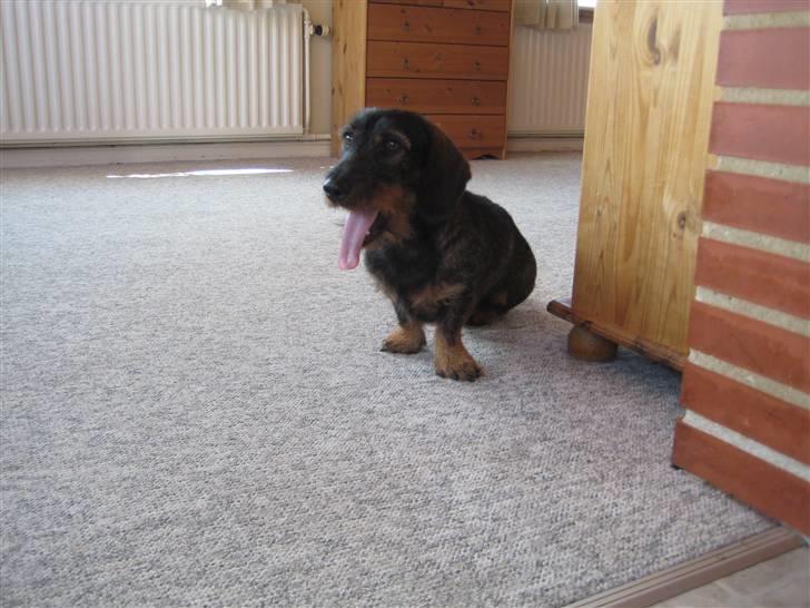 Gravhund Snoopy billede 14