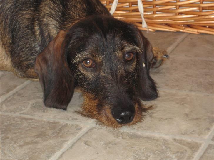 Gravhund Snoopy - ingen vil lege billede 15