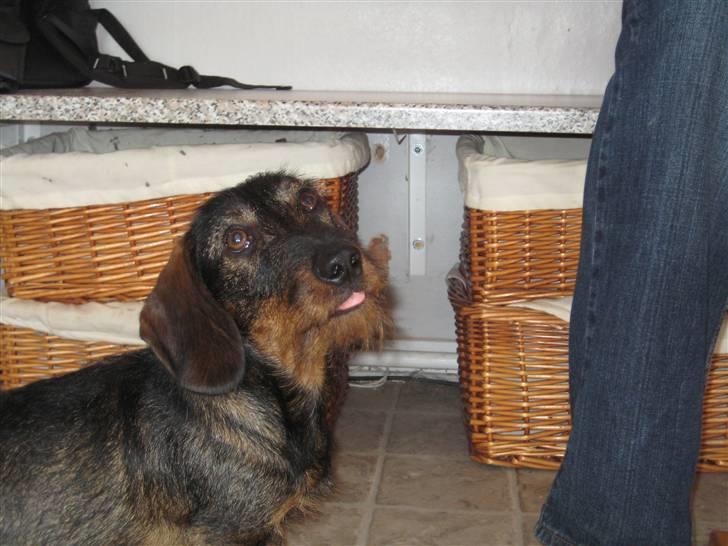 Gravhund Snoopy - Snoopy rækker tunge billede 16