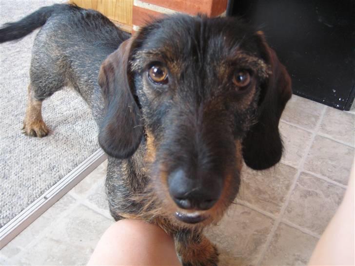 Gravhund Snoopy - Snoopy er søød billede 17