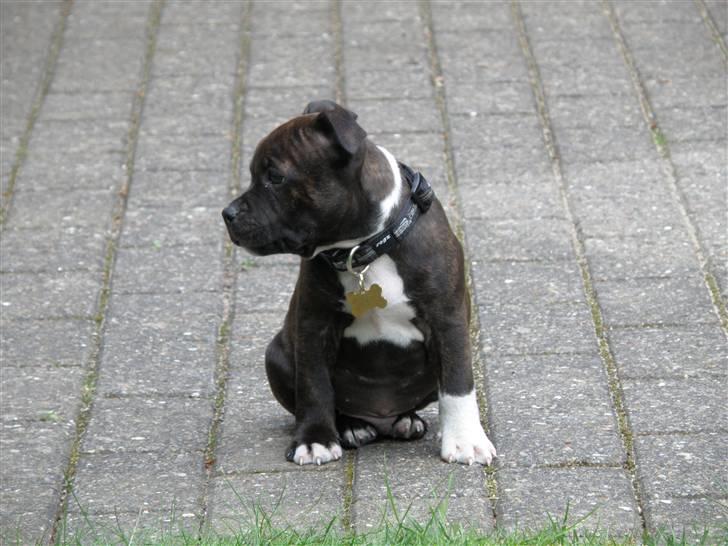 Staffordshire bull terrier Tovdals Rocky Balboa billede 7