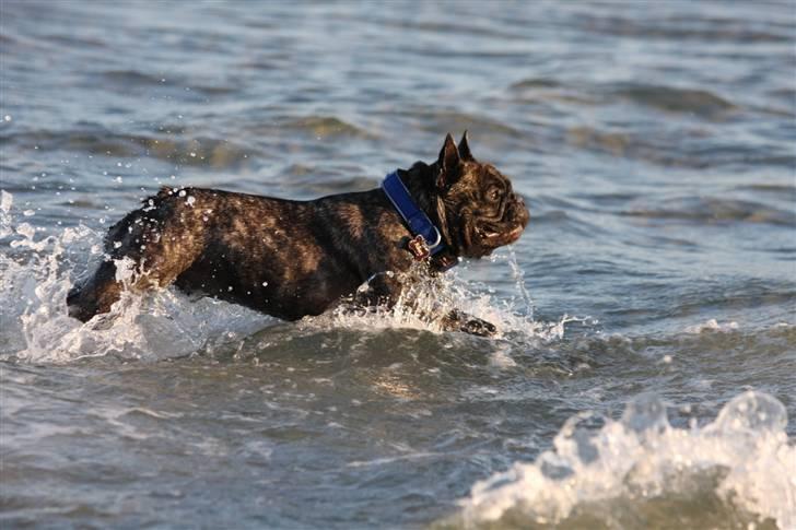 Fransk bulldog Albert - Foto: Alex H. Larsen billede 13