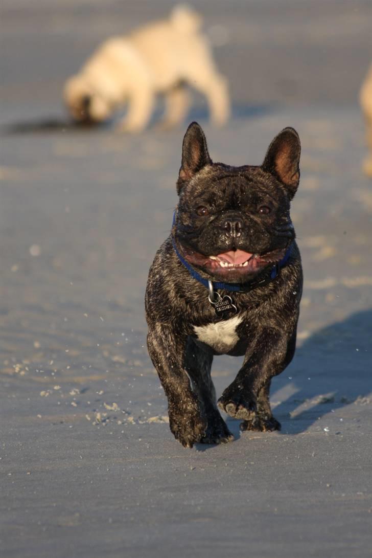 Fransk bulldog Albert - Foto: Alex H. Larsen billede 14