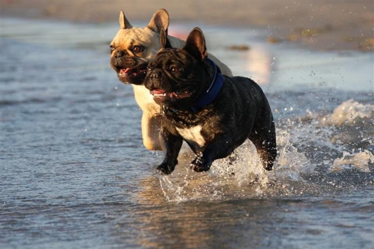 Fransk bulldog Albert - Albert med sin bedste buddy Loke. (Foto: Alex H. Larsen) billede 15