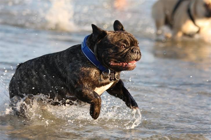 Fransk bulldog Albert - Foto: Alex H. Larsen billede 16