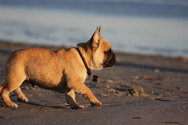 Fransk bulldog Carlo - Foto: Alex H. Larsen billede 7