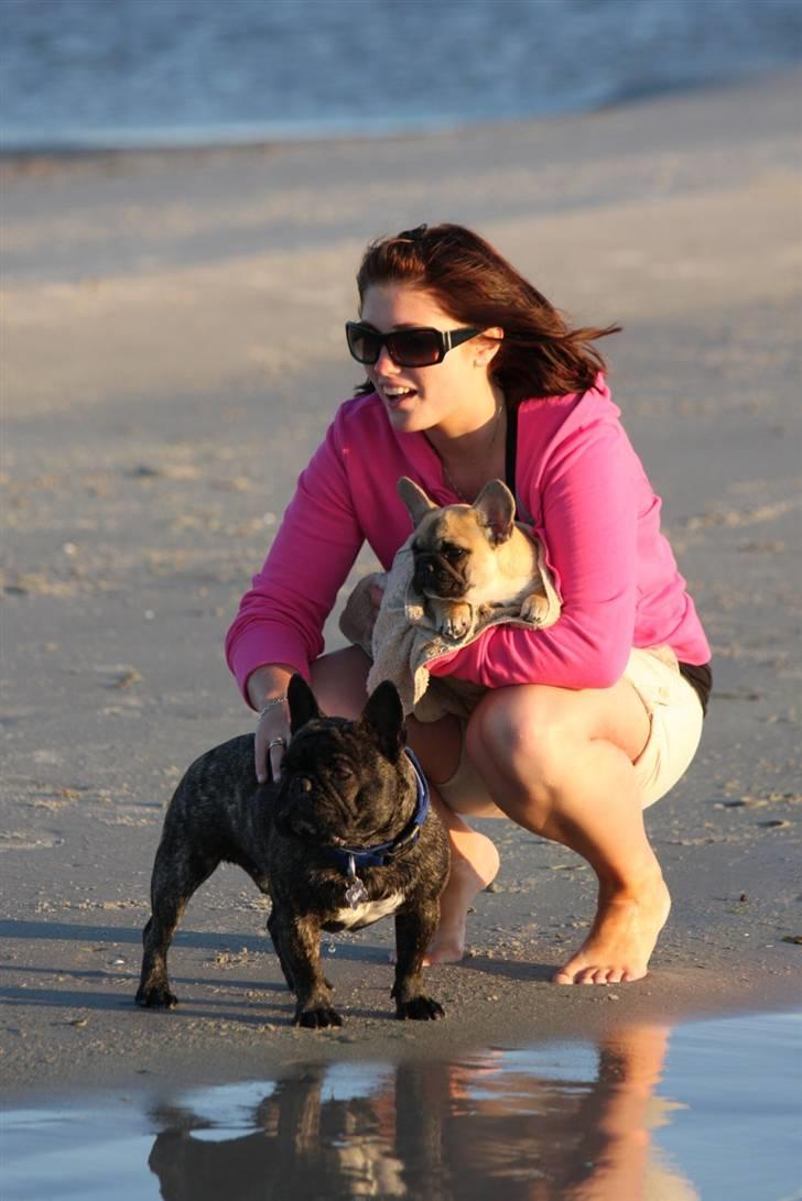 Fransk bulldog Albert - Foto: Alex H. Larsen billede 17