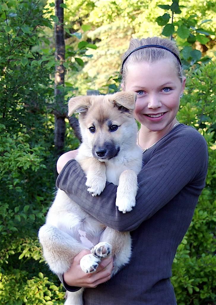 Islandsk fårehund Fala - 13 uger gammel. :) billede 16