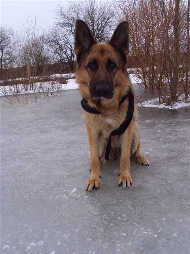 Schæferhund harrestrup friga  (rip):( - du vil aldrig kunne erstates billede 12