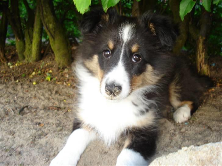 Shetland sheepdog Sally - leger i sandkasse billede 1