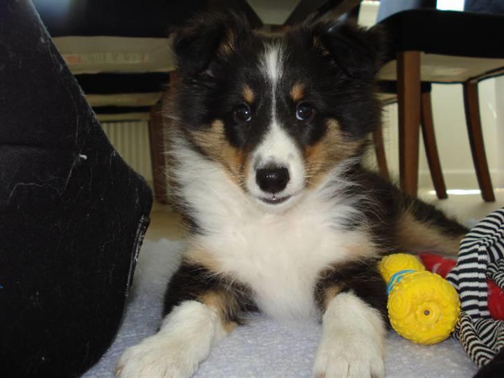 Shetland sheepdog Sally billede 2