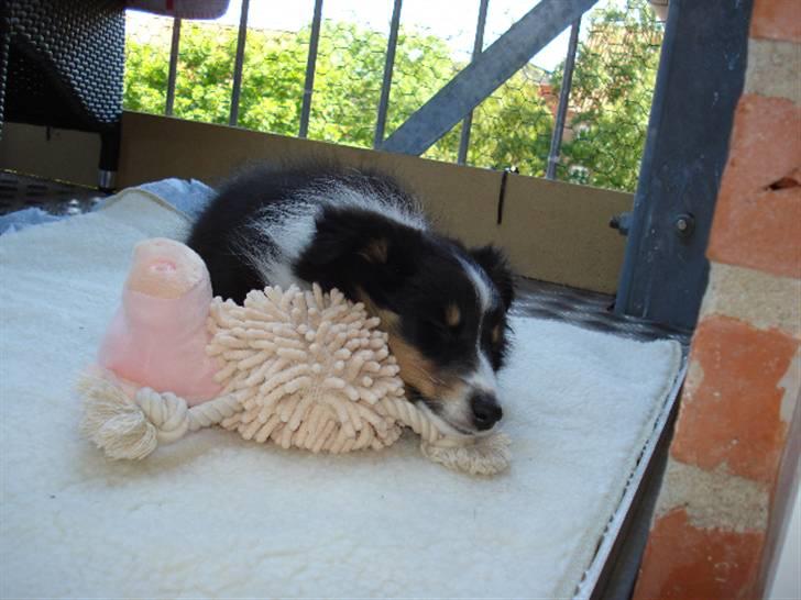 Shetland sheepdog Sally - får lige en lille lur på altanen billede 3
