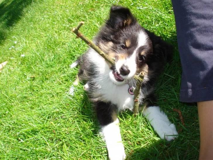 Shetland sheepdog Sally billede 4