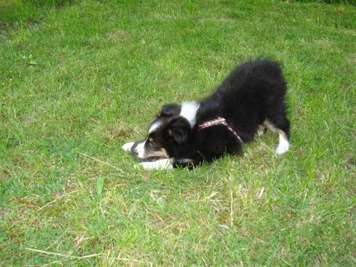 Shetland sheepdog Sally billede 5