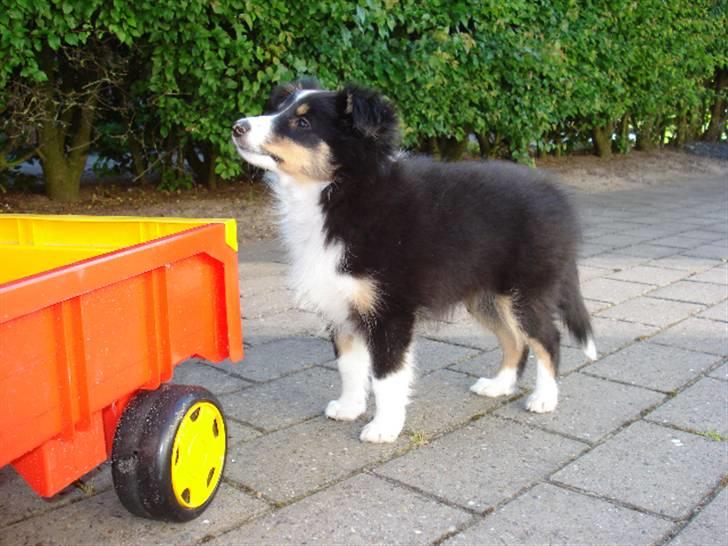 Shetland sheepdog Sally billede 6