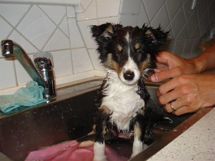 Shetland sheepdog Sally - mit første bad billede 7