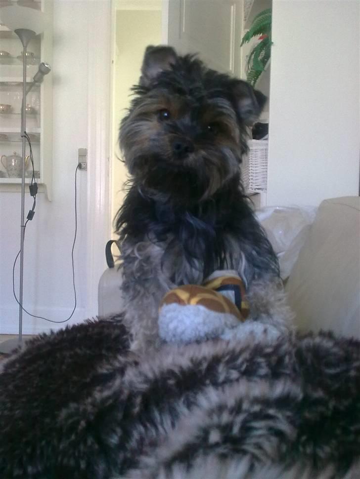 Yorkshire terrier Nougat billede 6