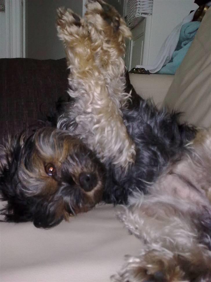 Yorkshire terrier Nougat - uuuuhhh hvor jeg træt billede 7