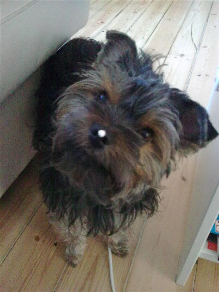 Yorkshire terrier Nougat - hmmmm har jeg nået på snuden... el.. billede 8