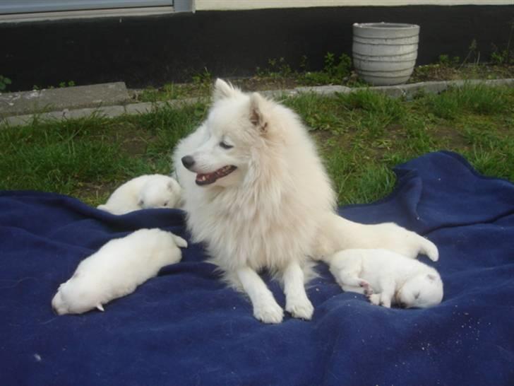 Japansk spids Bella billede 11