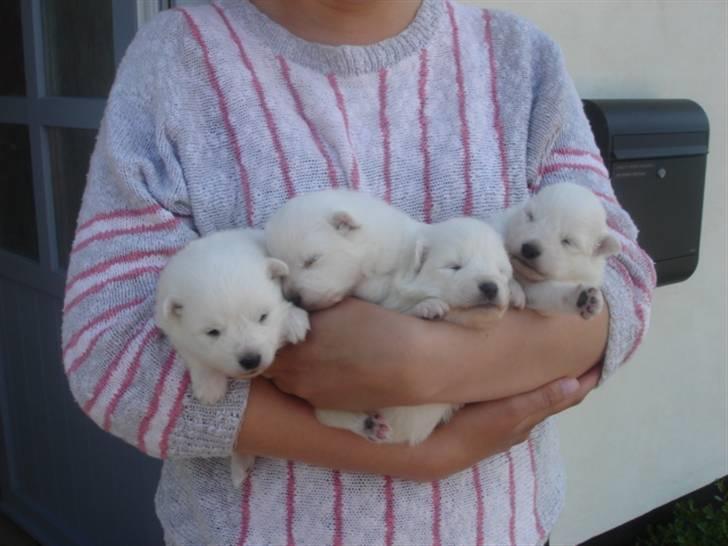 Japansk spids Bella billede 12