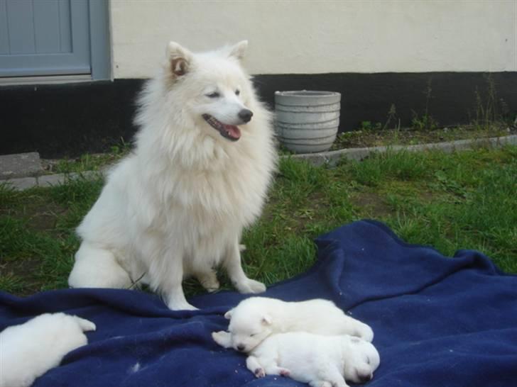 Japansk spids Bella billede 13