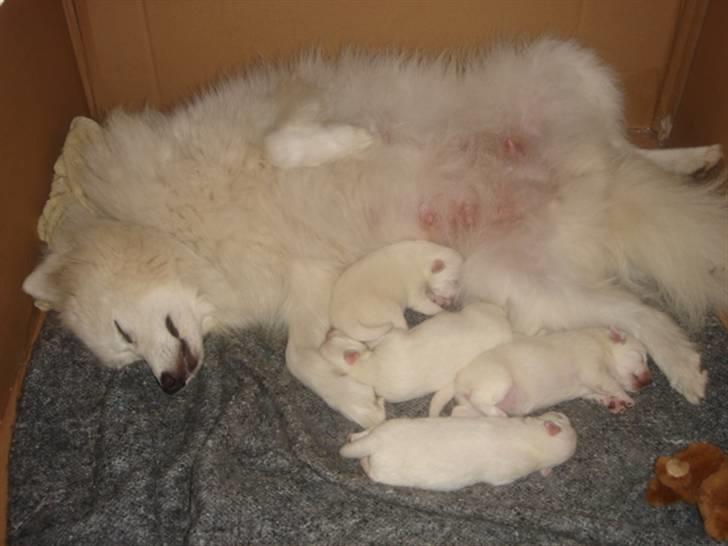 Japansk spids Bella billede 14