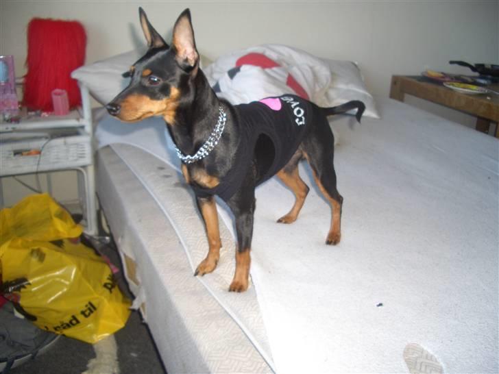 Dvaergpinscher Diva<3 30 april - Så er jeg endelig blevet voksen:) billede 16