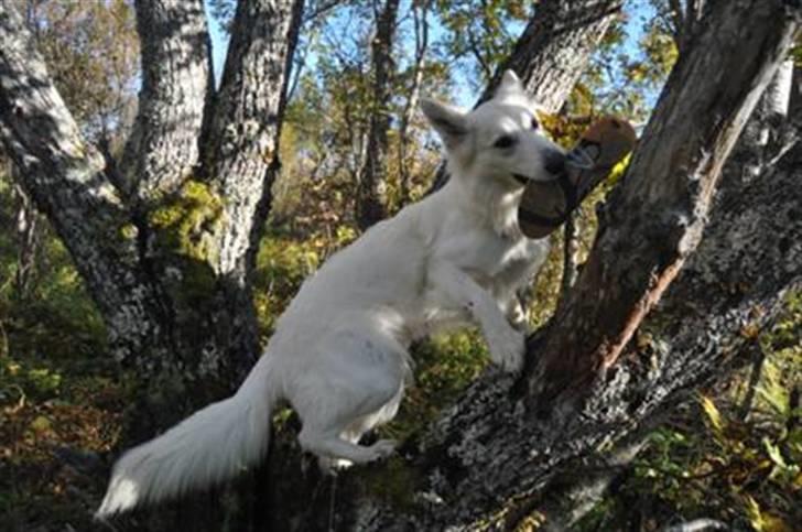 Hvid Schweizisk Hyrdehund Hetolix Q-tips billede 15