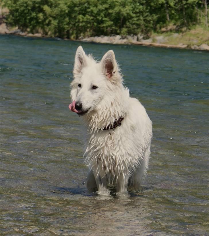 Hvid Schweizisk Hyrdehund Hetolix Q-tips billede 16