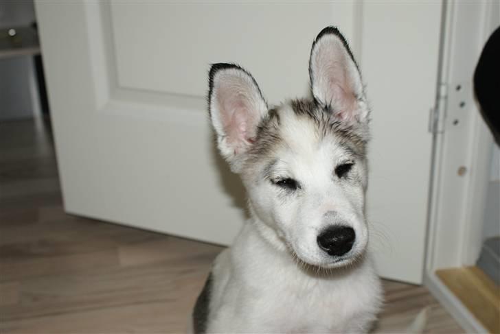 Alaskan husky Mischa billede 10