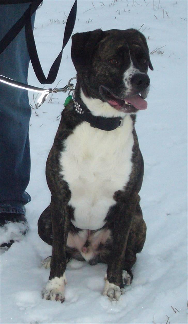 Blanding af racer Constantin billede 1