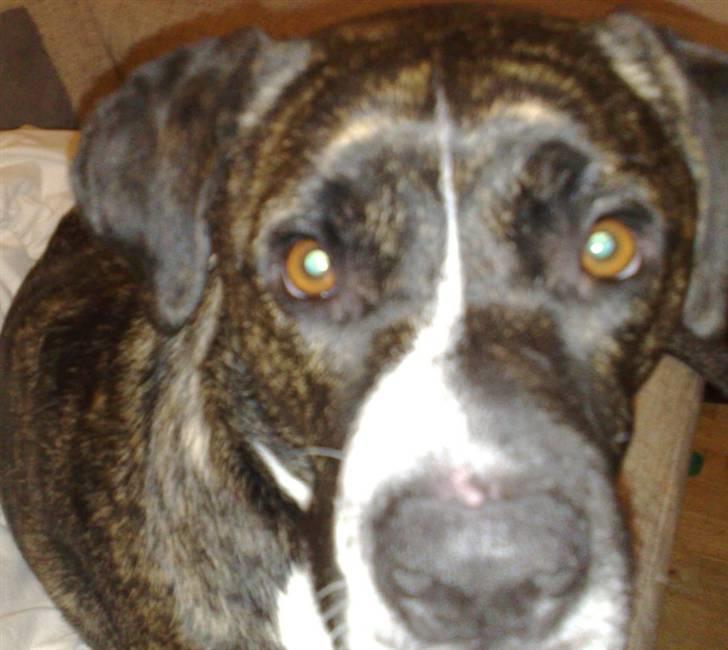 Blanding af racer Constantin billede 2